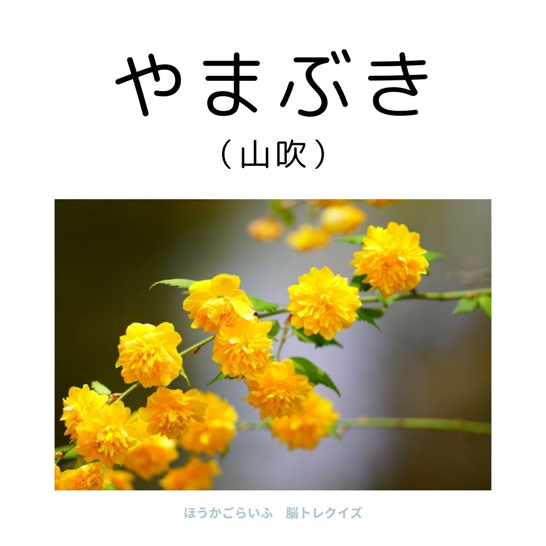 高齢者向け（無料）言葉の並び替えで脳トレしよう！文字（ひらがな）を並び替える簡単なゲーム【花の名前】健康寿命を延ばす鍵